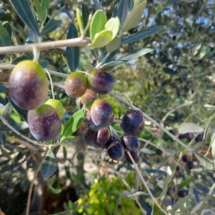 Agriturismo I Ceppi San Casciano in Val di Pesa Dış mekan fotoğraf